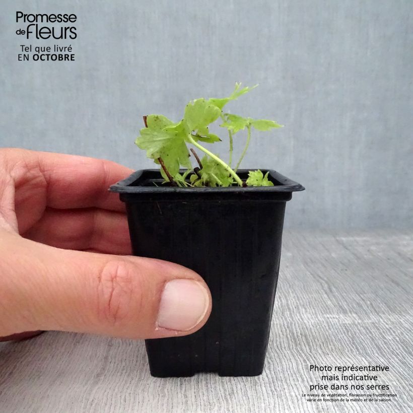 Esimerkki syksyllä toimitetusta Jaloritarinkannus Cliveden Beauty 7/8 cm taimiruukku-taimesta