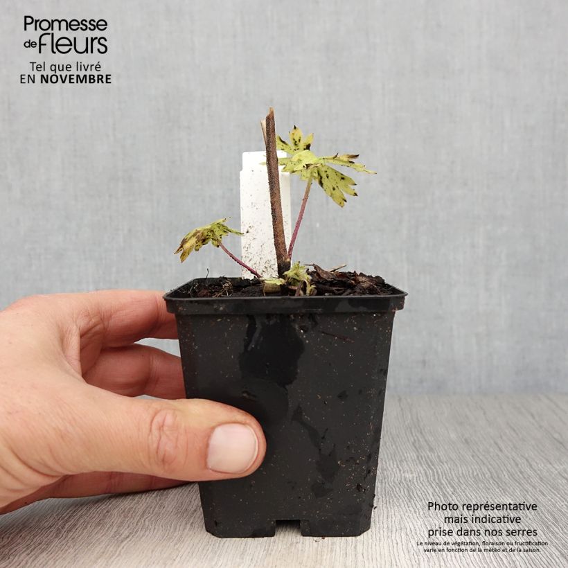 Esimerkki syksyllä toimitetusta Jaloritarinkannus Delphinium belladonna Kleine Nachtmusik 8/9 cm taimiruukku-taimesta
