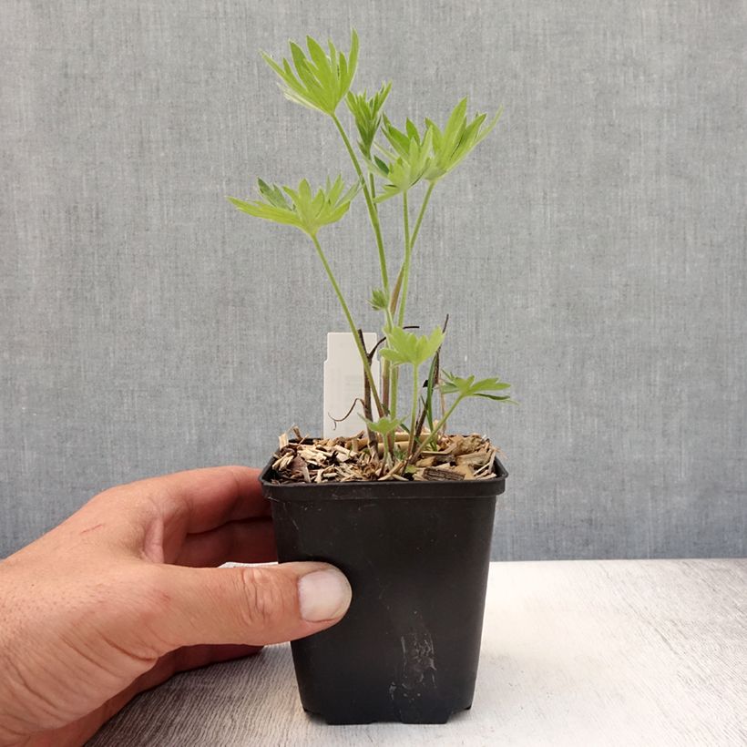 Esimerkki kesällä toimitetusta Jaloritarinkannus Delphinium belladonna Kleine Nachtmusik Godet de 8/9 cm-taimesta