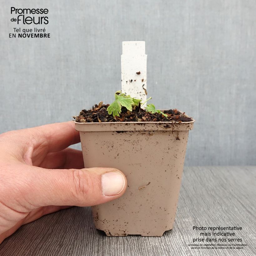 Esimerkki syksyllä toimitetusta Jaloritarinkannus Moerheimii 8/9 cm taimiruukku-taimesta