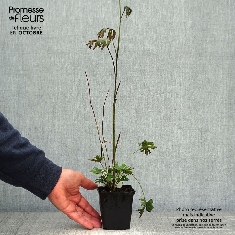 Esimerkki syksyllä toimitetusta Jaloritarinkannus Piccolo 8/9 cm taimiruukku-taimesta