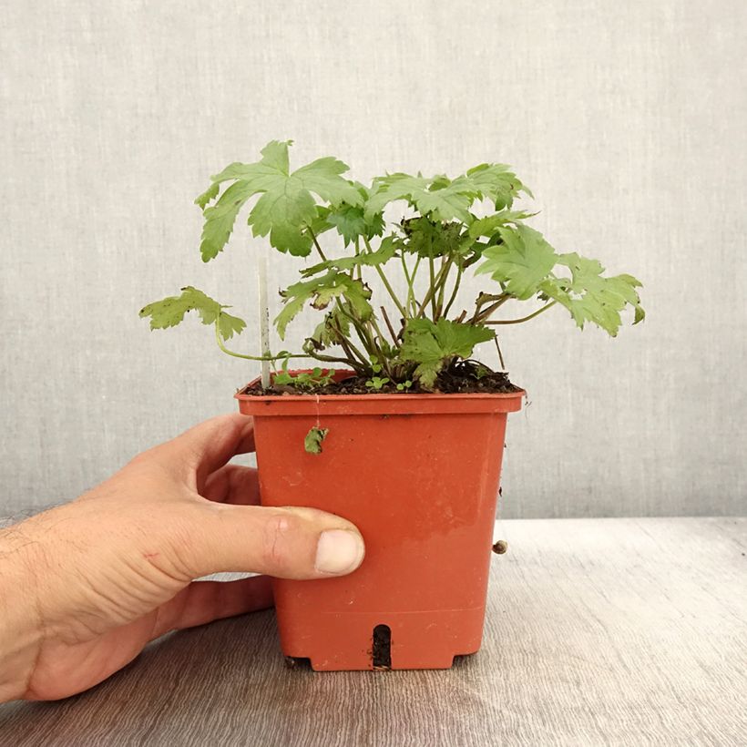 Esimerkki syksyllä toimitetusta Delphinium Highlander Cha Cha - Pied d'alouette vivace Pot de 1L/1,5L-taimesta