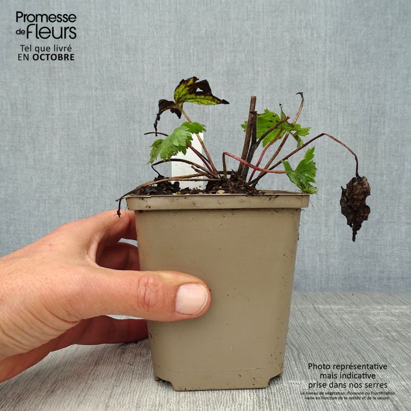 Esimerkki syksyllä toimitetusta Ritarinkannus Highlander Cha Cha 8/9 cm taimiruukku-taimesta