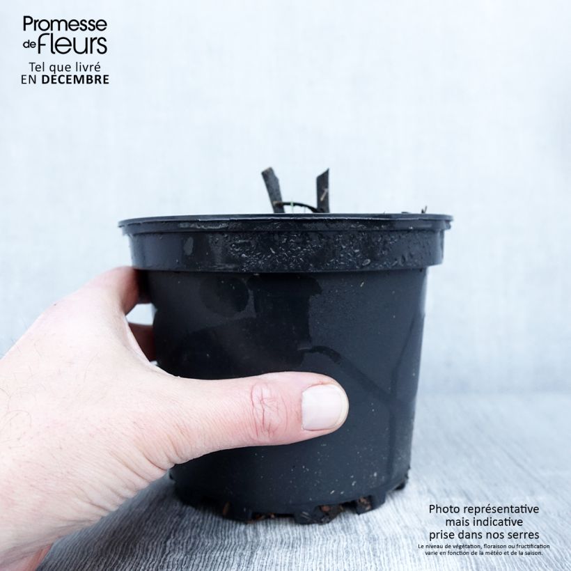 Esimerkki syksyllä toimitetusta Delphinium Pacific Astolat - Pied d'Alouette vivace Pot de 2L/3L-taimesta