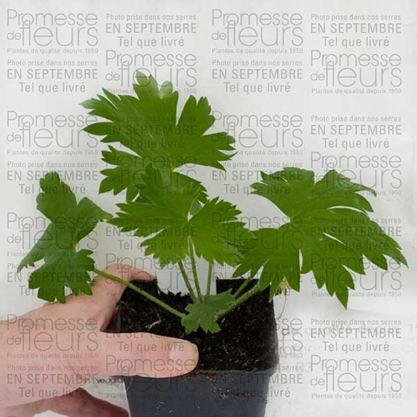 Esimerkki toimitetusta Delphinium Pacific Guinerve - Pied d'Alouette vivace Godet de 7/8 cm-taimesta