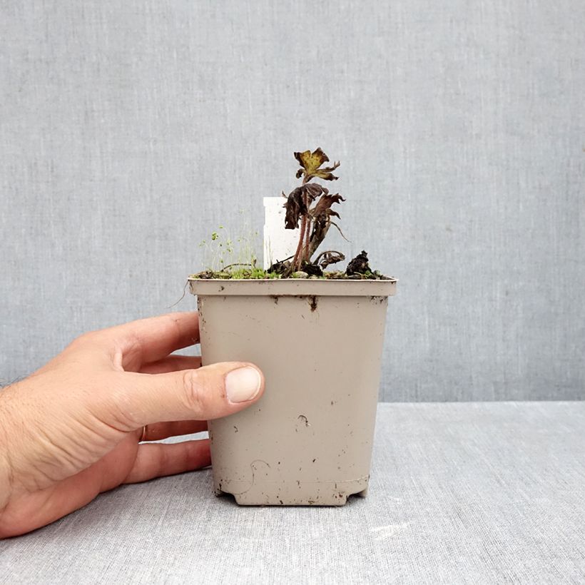 Esimerkki syksyllä toimitetusta Jaloritarinkannus Strawberry Fair 8/9 cm taimiruukku-taimesta