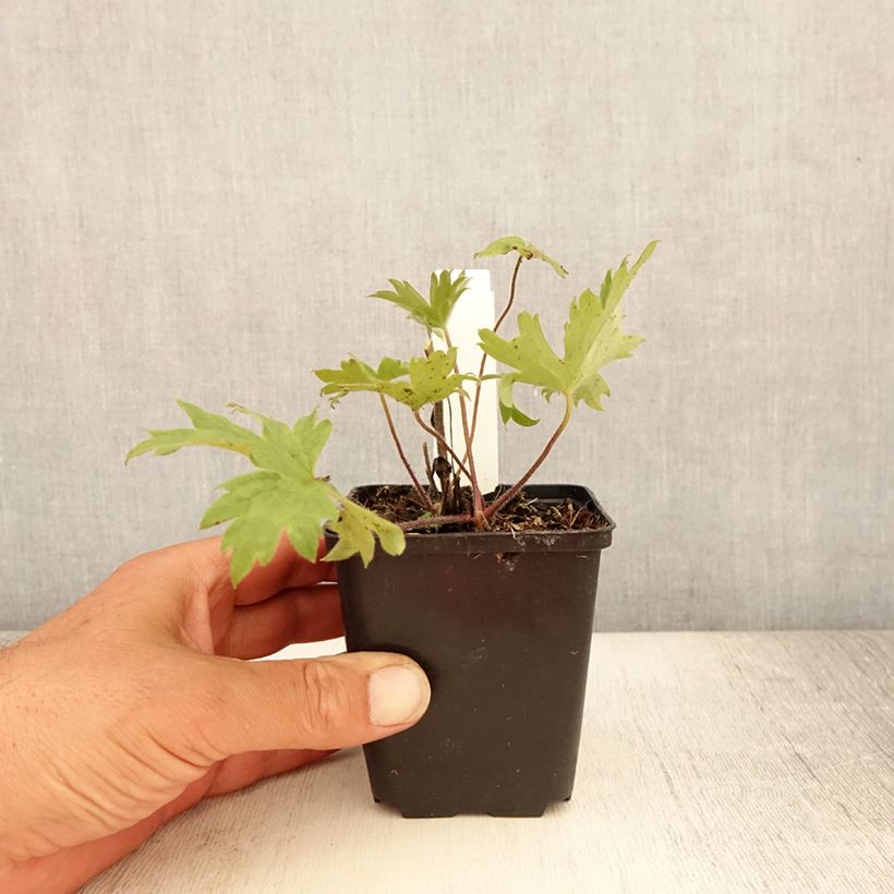 Esimerkki kesällä toimitetusta Tarharitarinkannus Finsteraarhorn Godet de 8/9 cm-taimesta