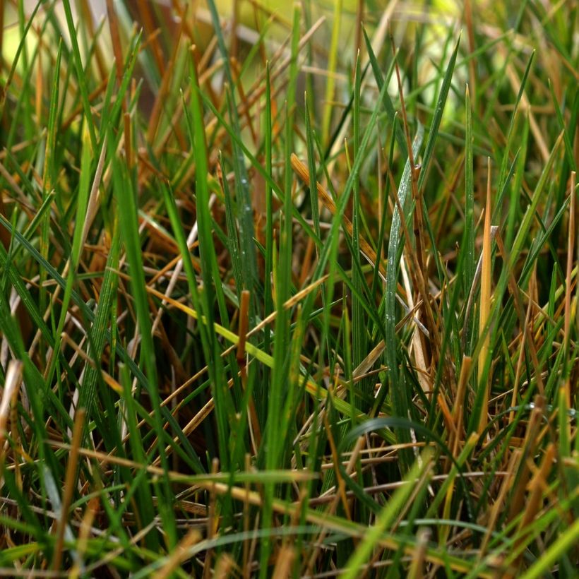 Nurmilauha - Deschampsia caespitosa (Lehvistö)