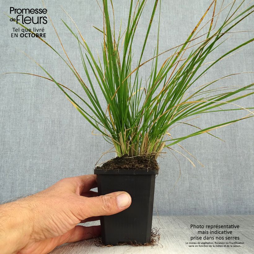 Esimerkki syksyllä toimitetusta Nurmilauha - Deschampsia caespitosa 8/9 cm taimiruukku-taimesta
