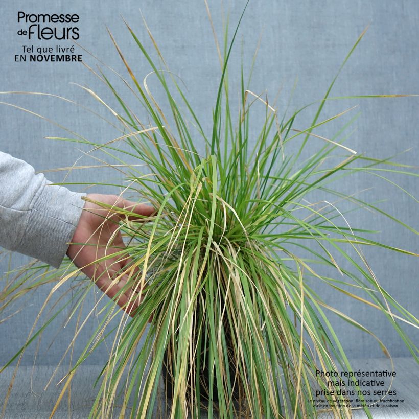 Esimerkki syksyllä toimitetusta Nurmilauha - Deschampsia caespitosa 2 litran/3 litran ruukku-taimesta