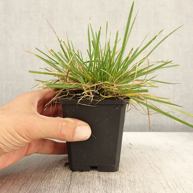 Esimerkki syksyllä toimitetusta Nurmilauha Goldschleier 8/9 cm taimiruukku-taimesta
