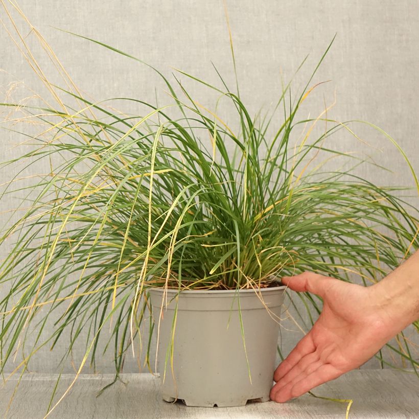 Esimerkki kesällä toimitetusta Nurmilauha Palava Pot de 3L/4L-taimesta