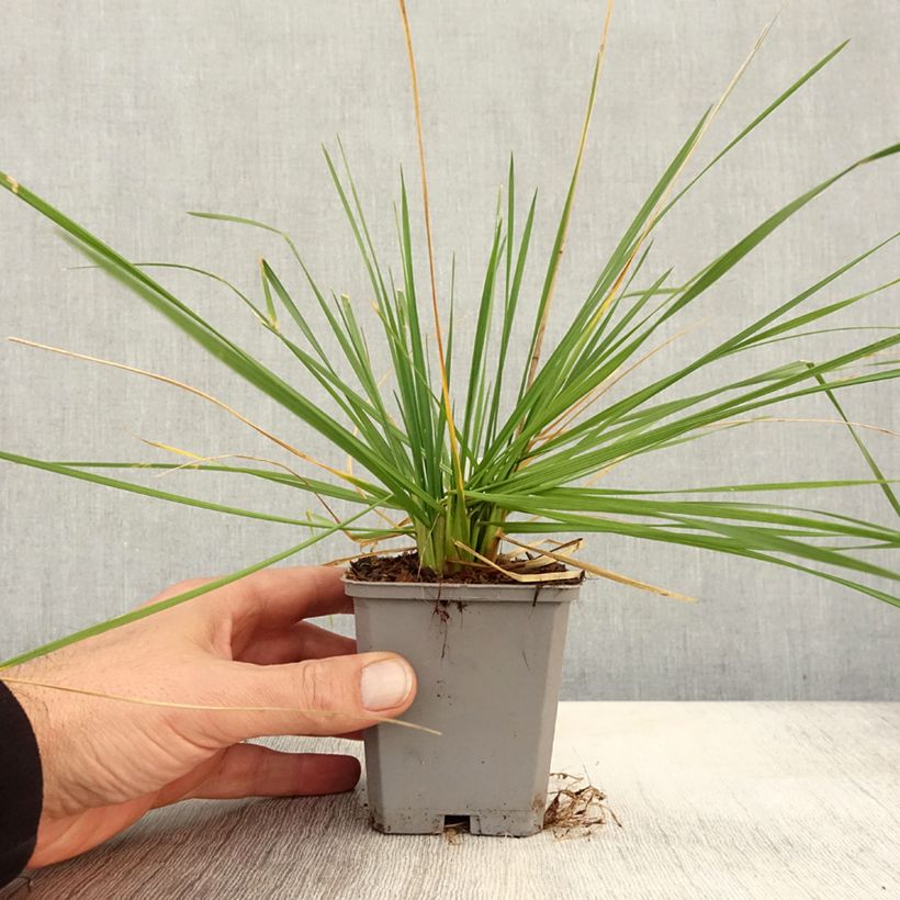 Esimerkki syksyllä toimitetusta Nurmilauha Pixie Fountain 8/9 cm taimiruukku-taimesta