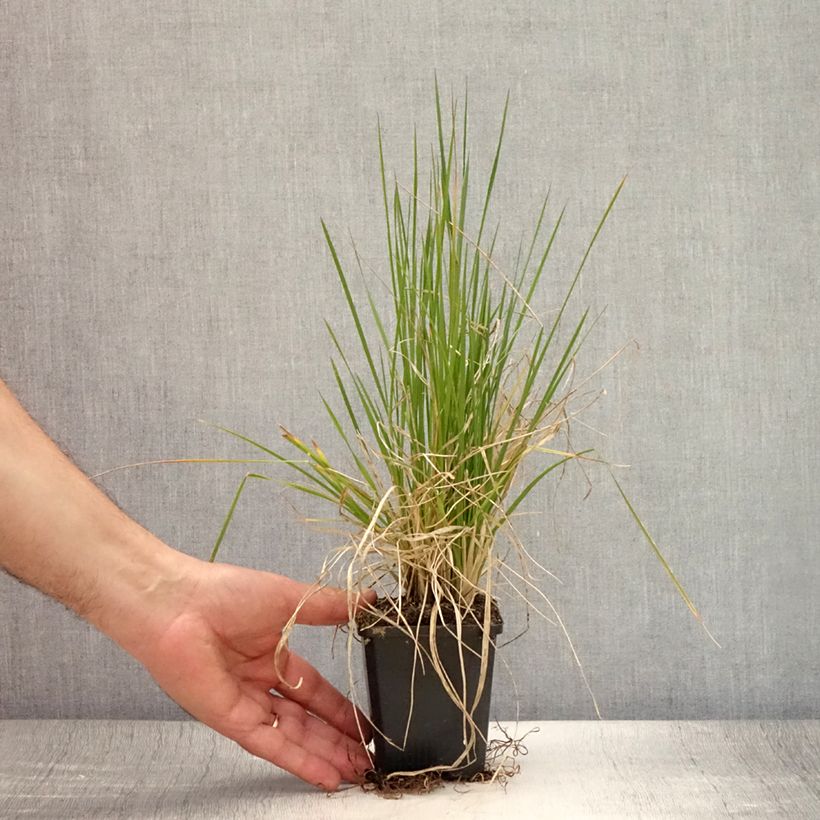Esimerkki kesällä toimitetusta Nurmilauha Pixie Fountain Godet de 8/9 cm-taimesta