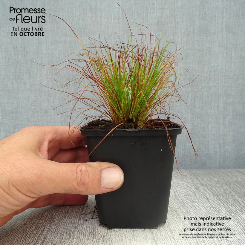 Esimerkki syksyllä toimitetusta Metsälauha - Deschampsia flexuosa 8/9 cm taimiruukku-taimesta