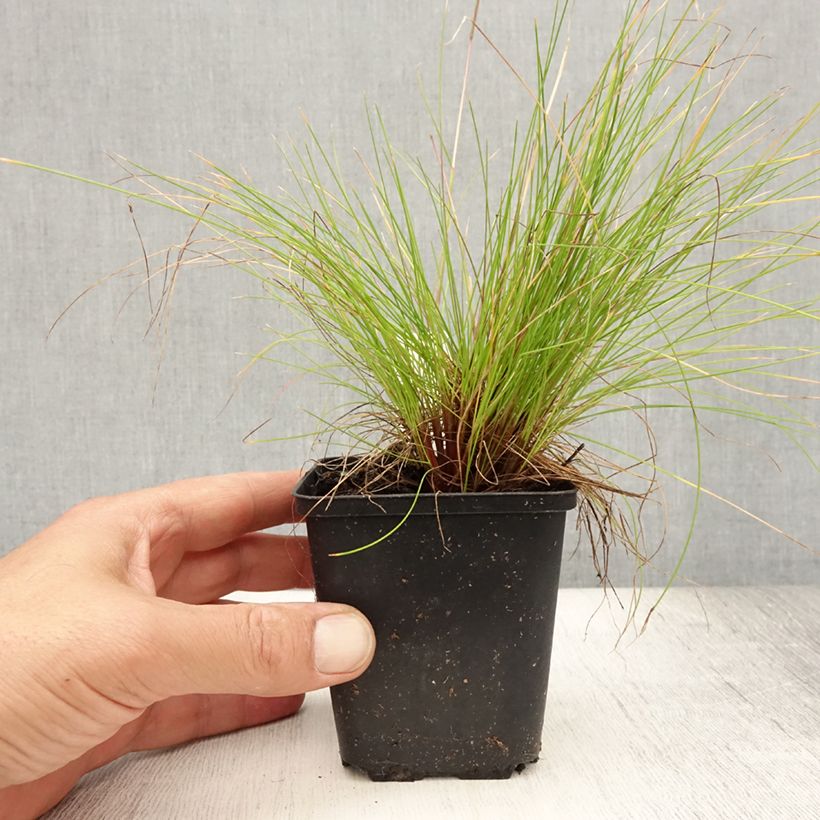 Esimerkki kesällä toimitetusta Metsälauha Tatra Gold Godet de 8/9 cm-taimesta