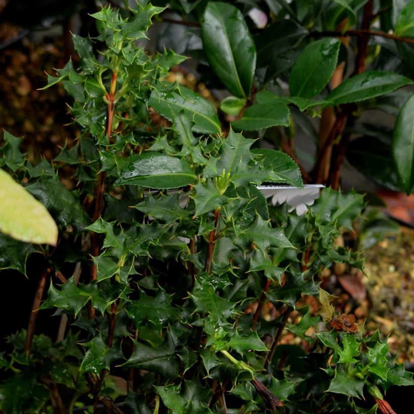 Desfontainia spinosa (Lehvistö)