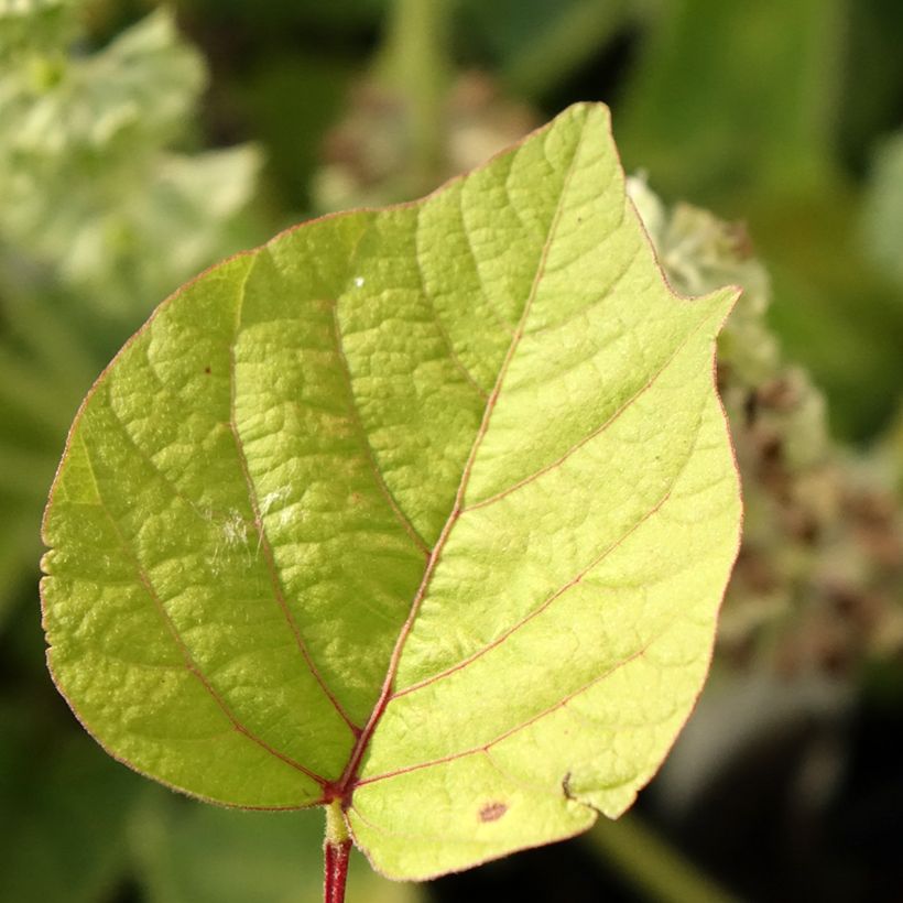 Desmodium nudiflorum (Lehvistö)