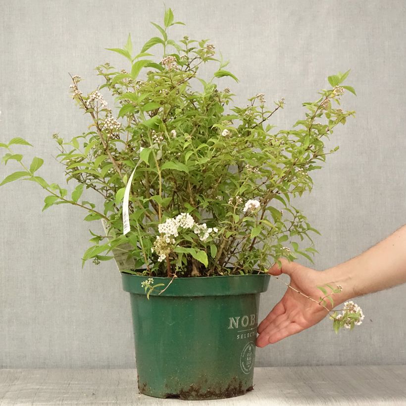 Esimerkki kesällä toimitetusta Nietospensas Lavender Time Ruukku 7,5L / 10L-taimesta