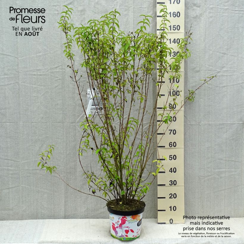 Esimerkki kesällä toimitetusta Isonietospensas Pride of Rochester Ruukku 7,5L / 10L-taimesta