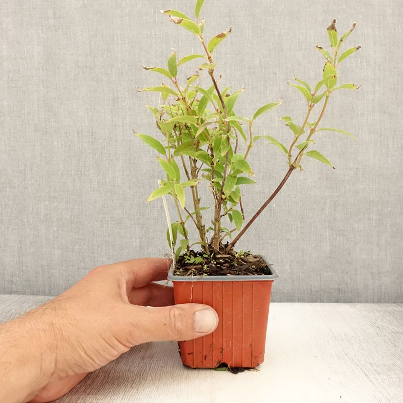 Esimerkki kesällä toimitetusta Sironietospensas - Deutzia gracilis Taimiruukku 8/9 cm-taimesta