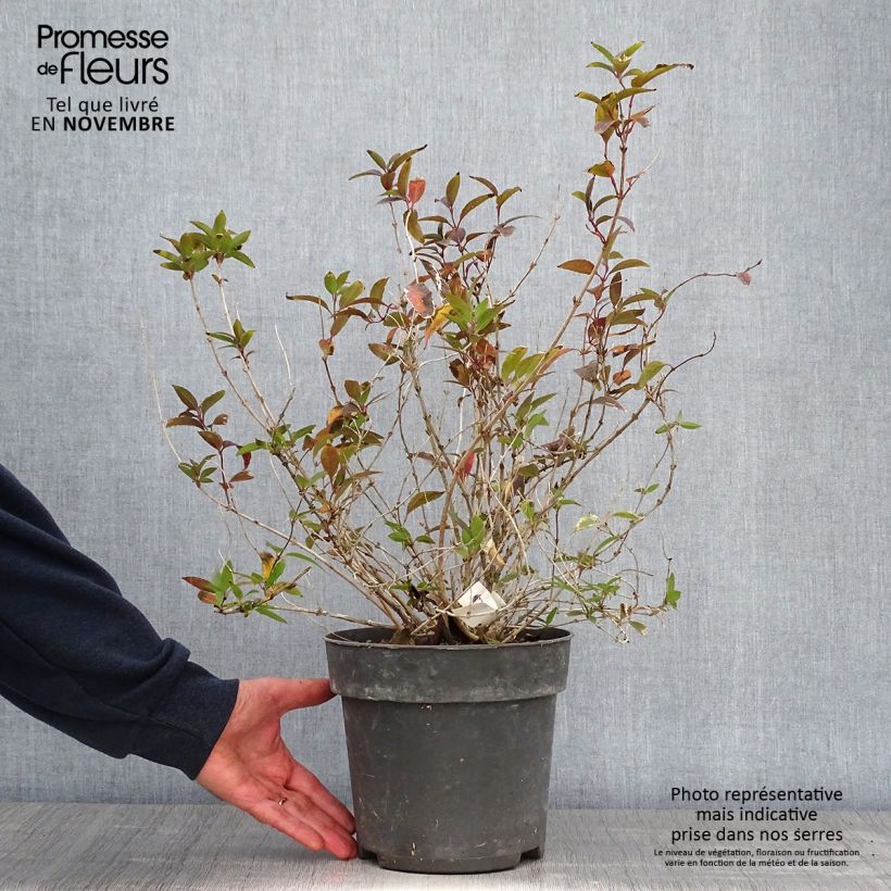 Esimerkki syksyllä toimitetusta Sironietospensas - Deutzia gracilis 4 litran/5 litran ruukku-taimesta