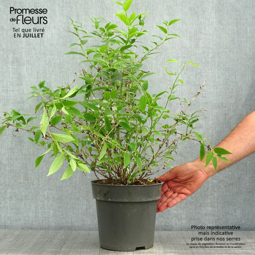 Esimerkki kesällä toimitetusta Sironietospensas - Deutzia gracilis Ruukku 4L / 5L-taimesta