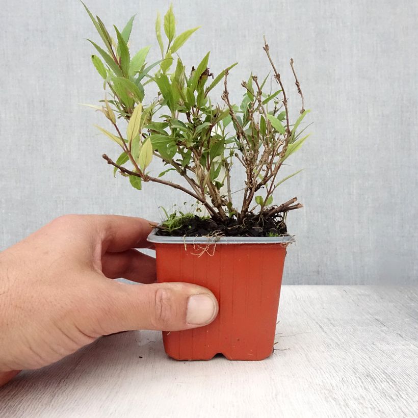Esimerkki kesällä toimitetusta Sironietospensas Nikko Taimiruukku 8/9 cm-taimesta