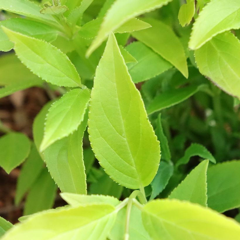 Sironietospensas Variegata (Lehvistö)