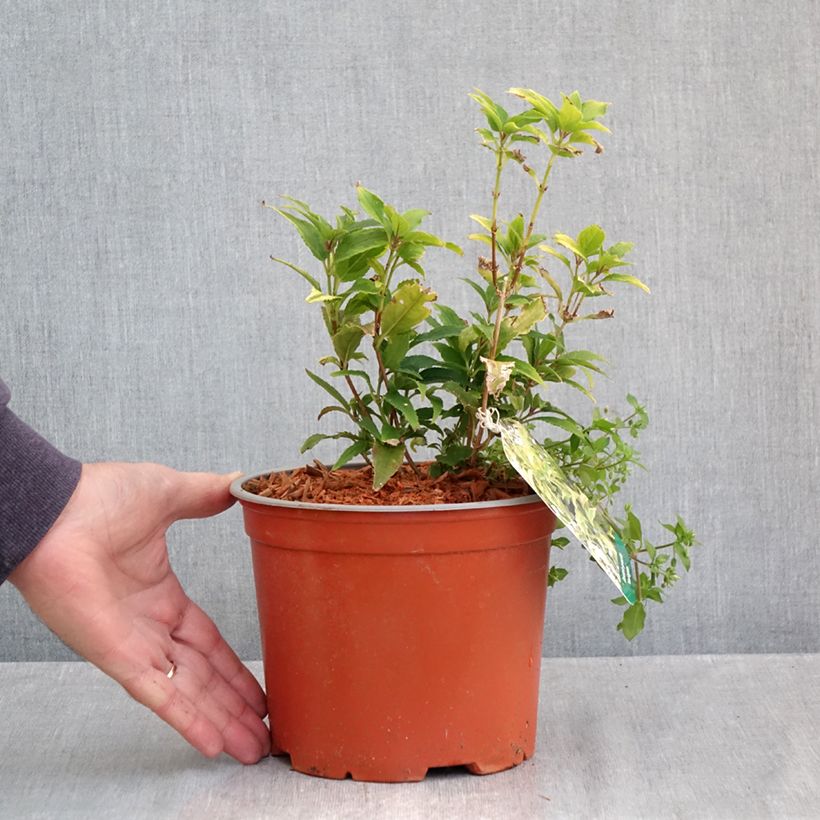 Esimerkki syksyllä toimitetusta Sironietospensas Variegata 3 litran/4 litran ruukku-taimesta