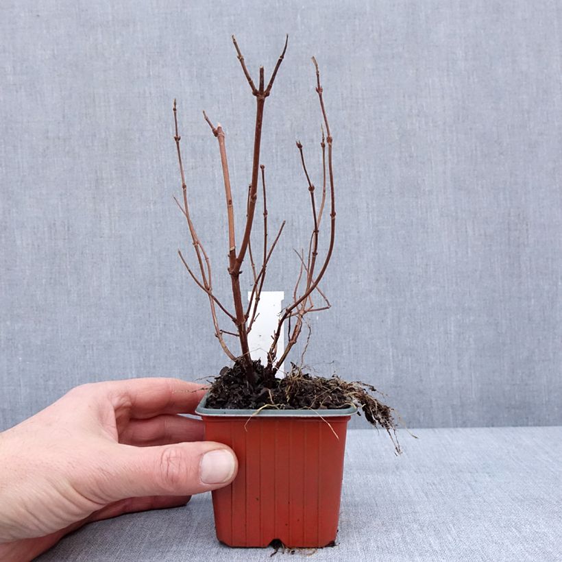 Esimerkki talvella toimitetusta Deutzia hybrida Strawberry Fields - Deutzie Godet de 8/9 cm-taimesta