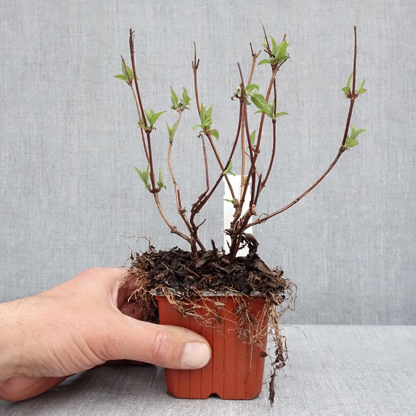 Esimerkki keväällä toimitetusta Nietospensas Strawberry Fields Godet de 8/9 cm-taimesta