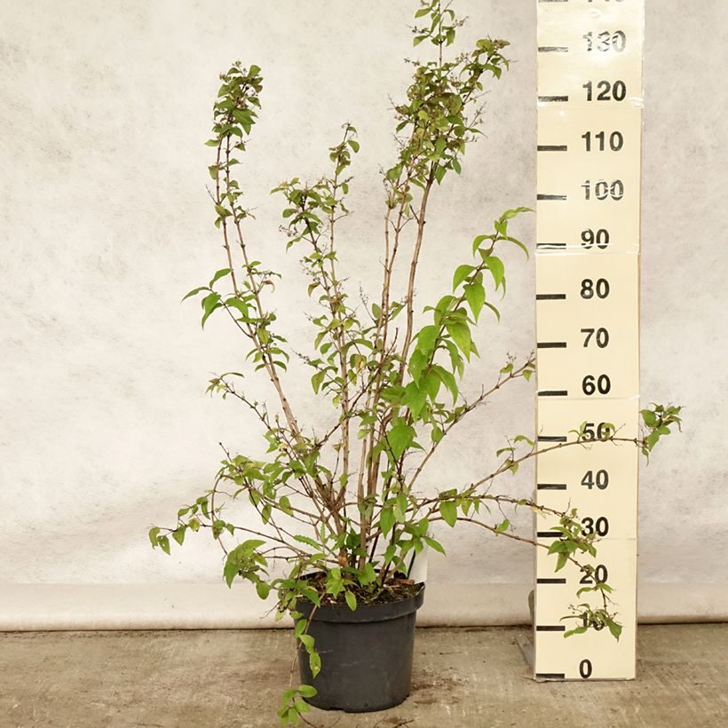 Esimerkki kesällä toimitetusta Nietospensas Mont Rose Ruukku 7,5L / 10L-taimesta
