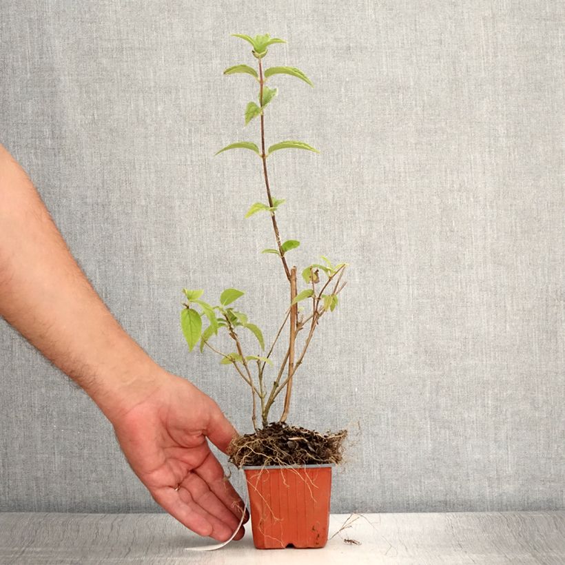 Esimerkki kesällä toimitetusta Nietospensas Mont Rose Taimiruukku 8/9 cm-taimesta
