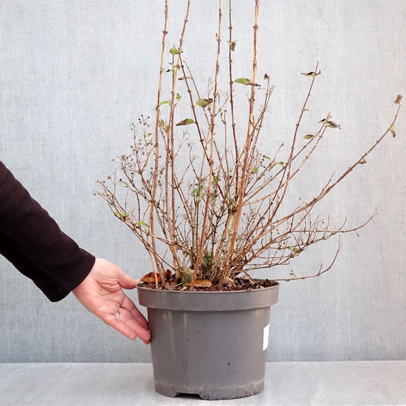 Esimerkki syksyllä toimitetusta Nietospensas Mont Rose 7,5 litran / 10 litran ruukku-taimesta