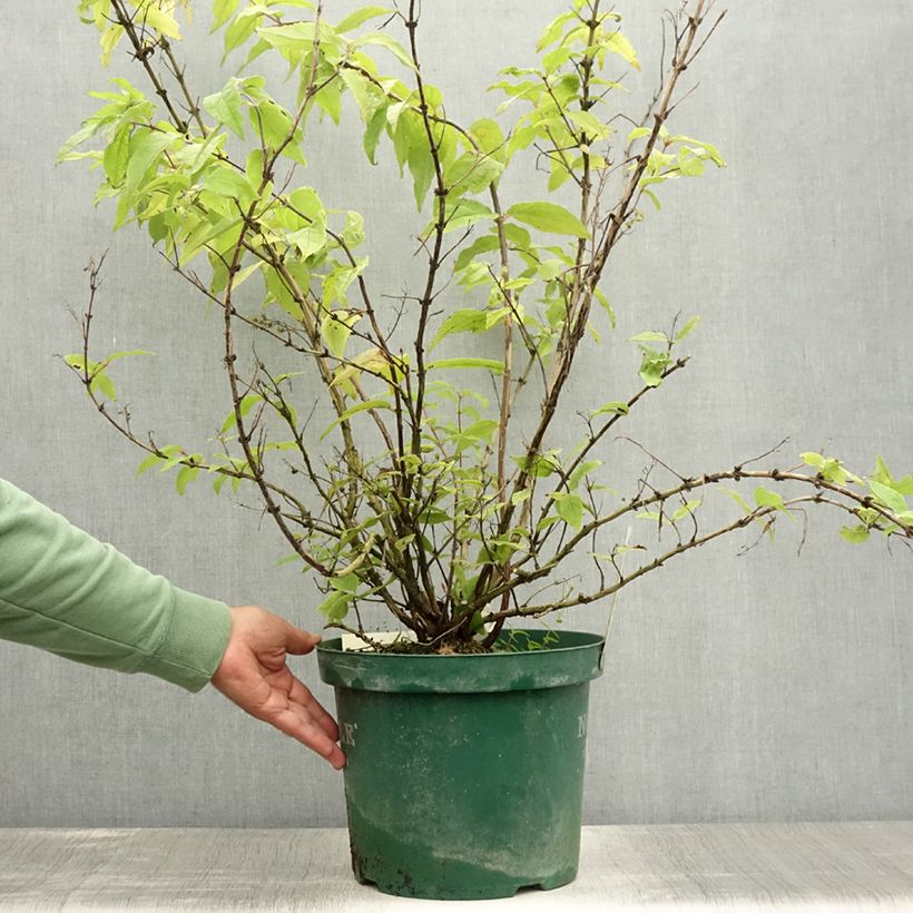 Esimerkki kesällä toimitetusta Nietospensas Raspberry Sundae Pot de 7,5L/10L-taimesta