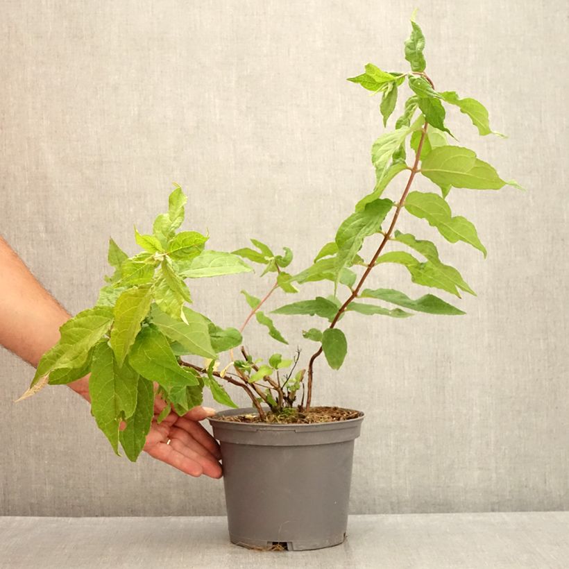 Esimerkki kesällä toimitetusta Nietospensas Raspberry Sundae Pot de 3L/4L-taimesta