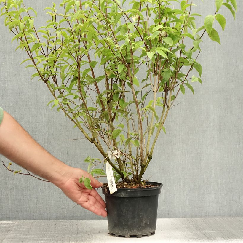 Esimerkki kesällä toimitetusta Nietospensas - Deutzia x magnifica Ruukku 2L / 3L-taimesta