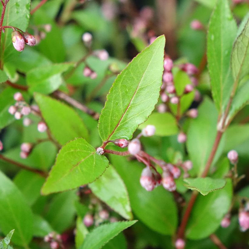 Nietospensaa Pink Carpet (Lehvistö)