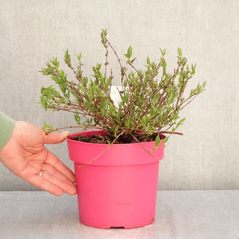 Esimerkki talvella toimitetusta Nietospensaa Pink Carpet 3 litran/4 litran ruukku-taimesta