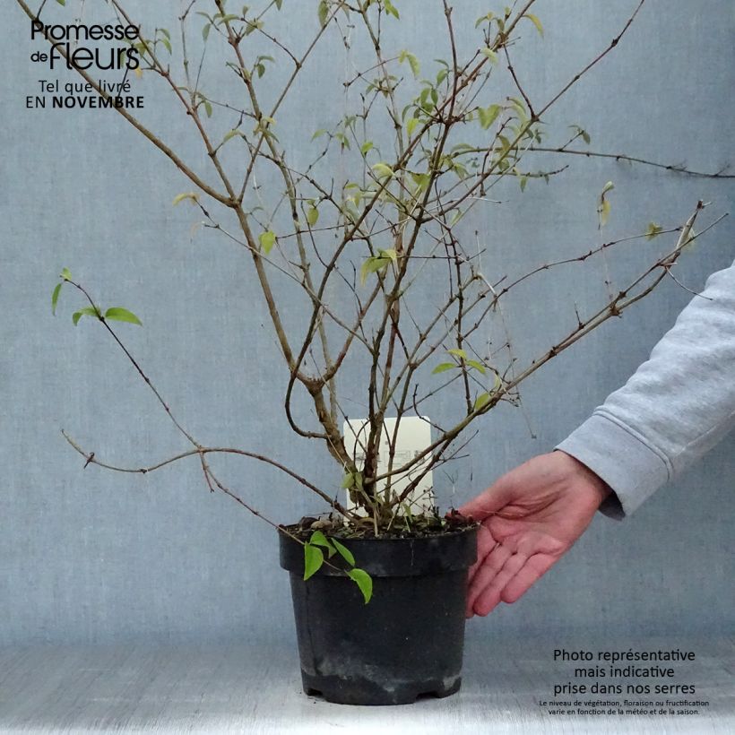 Esimerkki syksyllä toimitetusta Nietospensas - Deutzia monbeigii 2 litran/3 litran ruukku-taimesta