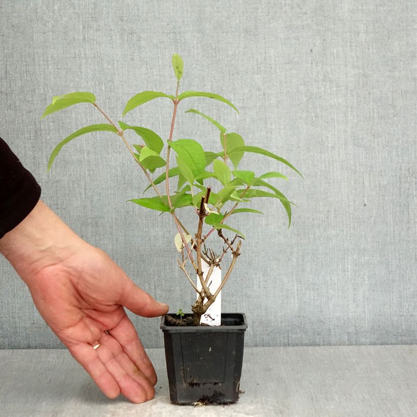 Esimerkki keväällä toimitetusta Tarhanietospensas Perle Rose Taimiruukku 8/9 cm-taimesta