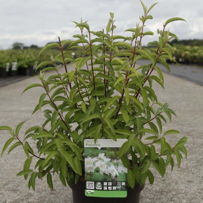 Nietospensas - Deutzia pulchra (Lehvistö)
