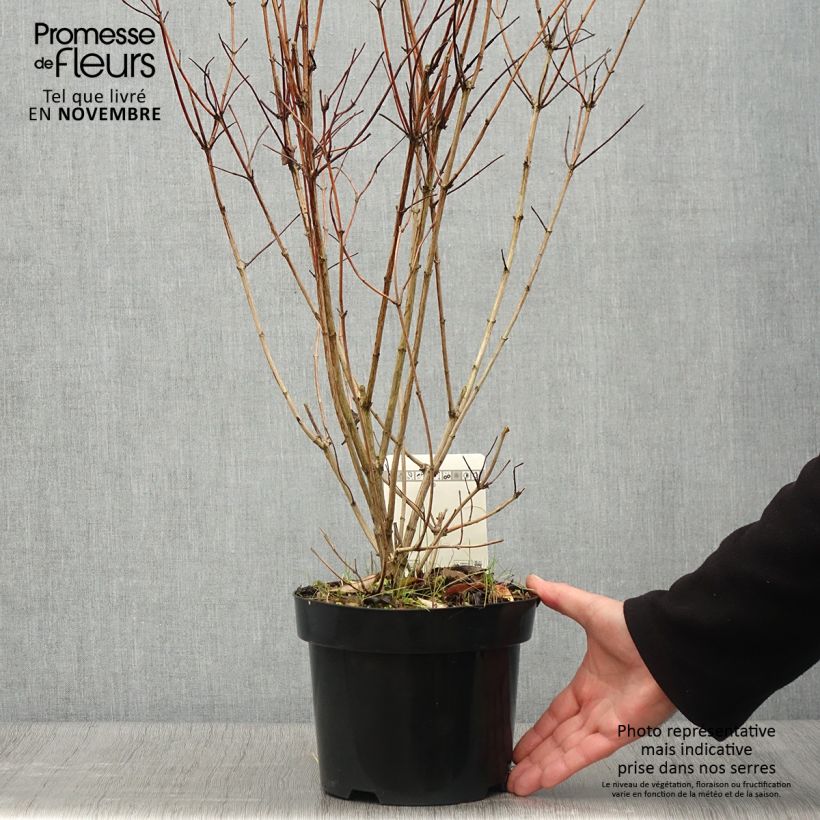 Esimerkki syksyllä toimitetusta Nietospensas - Deutzia pulchra 2 litran/3 litran ruukku-taimesta