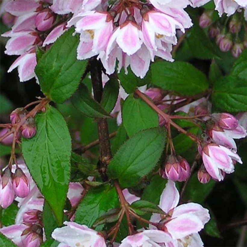 Nietospensas Kalmiiflora (Lehvistö)