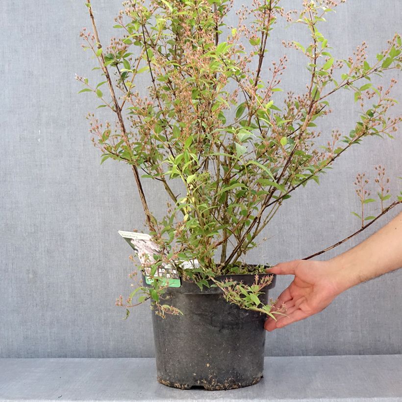 Esimerkki keväällä toimitetusta Nietospensas Kalmiiflora Pot de 7,5L/10L-taimesta