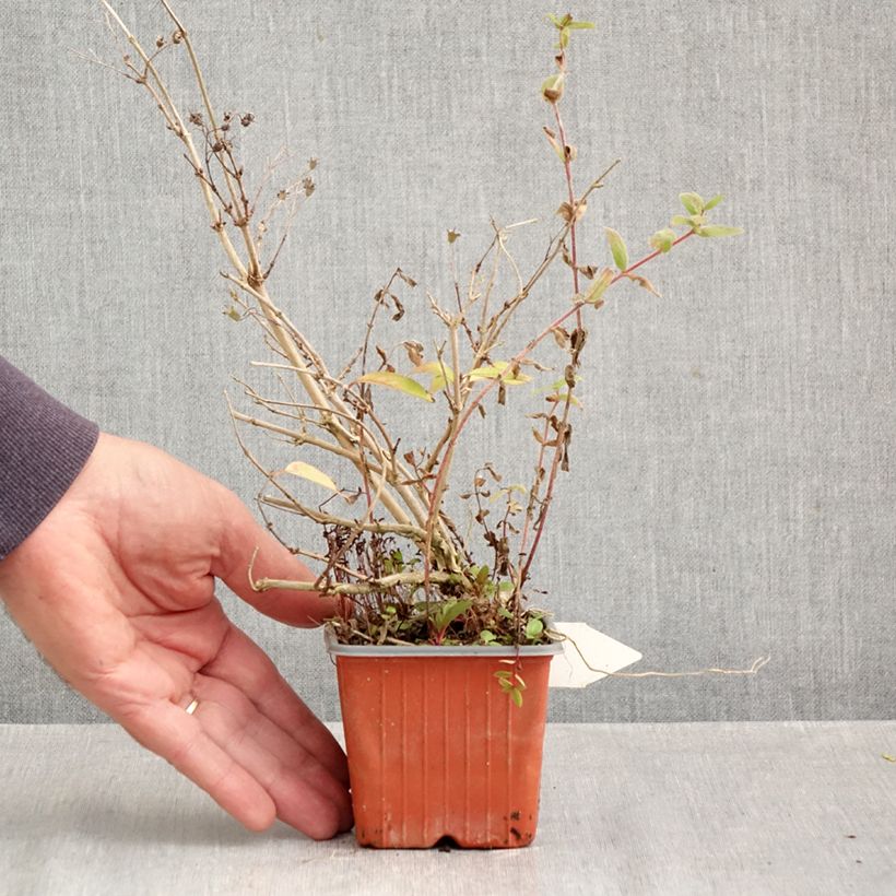 Esimerkki syksyllä toimitetusta Nietospensas Kalmiiflora 8/9 cm taimiruukku-taimesta