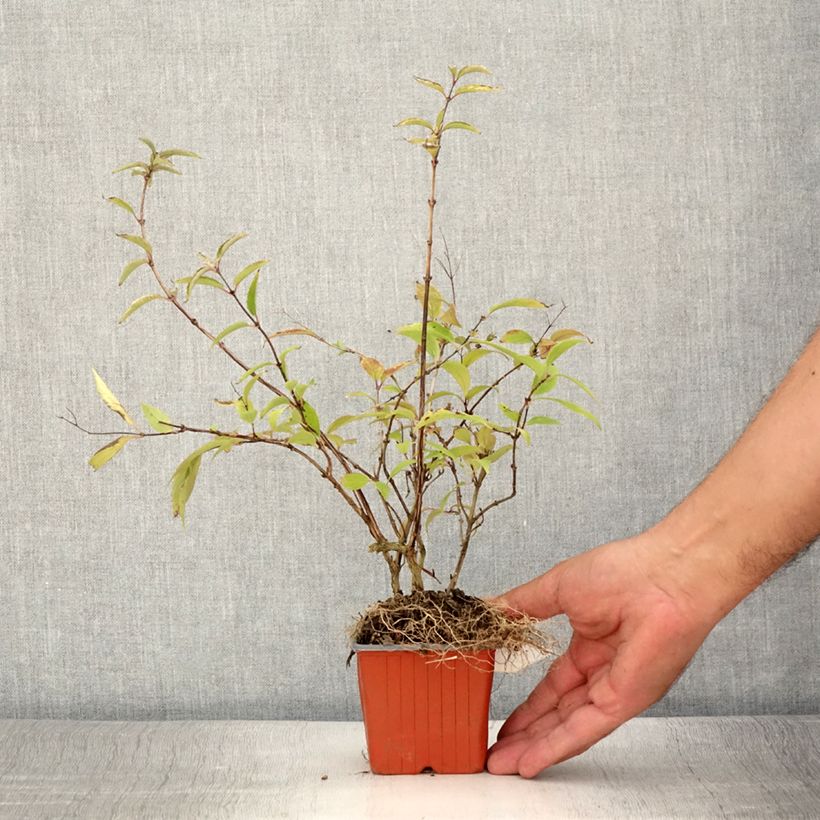 Esimerkki kesällä toimitetusta Nietospensas Kalmiiflora Godet de 8/9 cm-taimesta