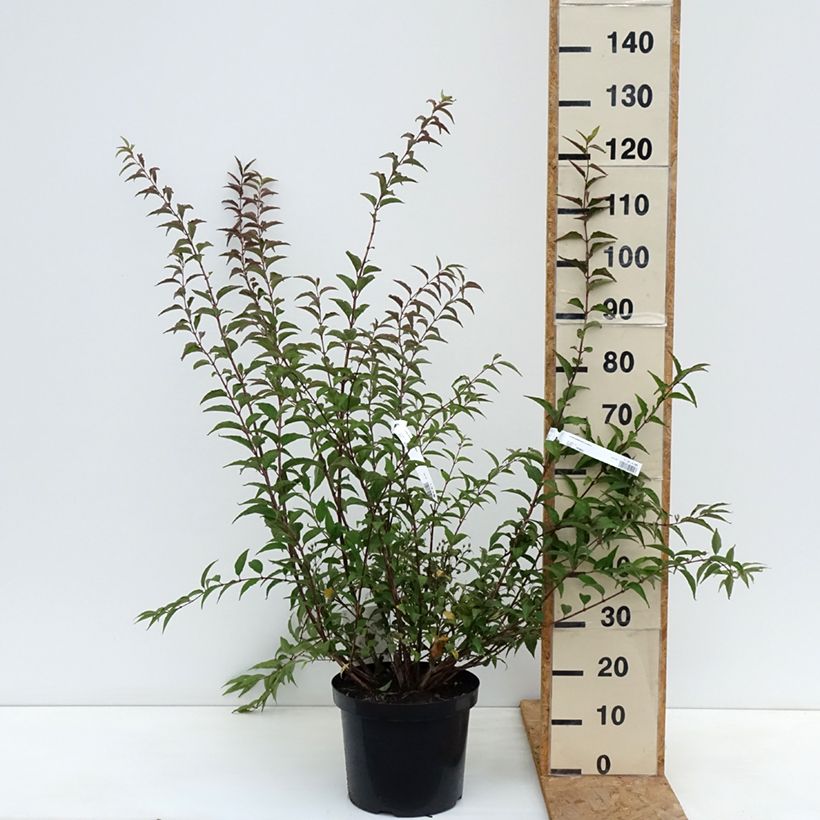 Esimerkki syksyllä toimitetusta Nietospensas Kalmiiflora 7,5 litran / 10 litran ruukku-taimesta