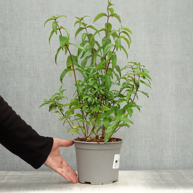 Esimerkki syksyllä toimitetusta Deutzia scabra Punctata - Deutzie Pot de 2L/3L-taimesta